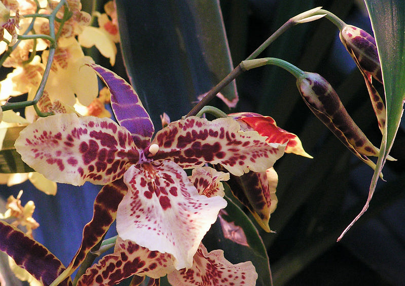 Orchidea.39.JPG - OLYMPUS DIGITAL CAMERA